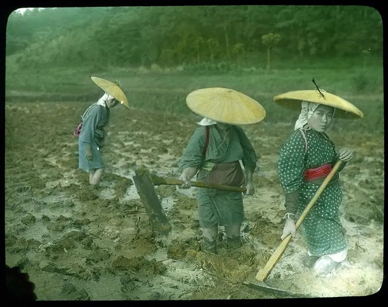 phụ nữ cày đồng phụ nữ cày đồng